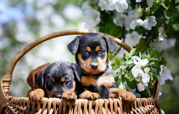 Dogs, basket, puppies
