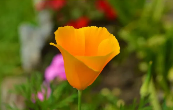 Picture Spring, Flower, Spring, Bokeh, Bokeh, Escholzia, California poppy