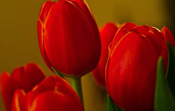 Picture macro, Tulip, petals, Bud