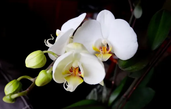 Leaves, flowers, branches, white, black background, orchids, buds, Orchid
