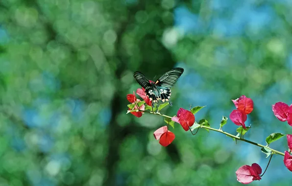 Summer, leaves, flowers, background, butterfly, branch, bokeh, bougainvillea