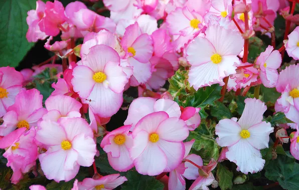 Macro, flowerbed, begonia