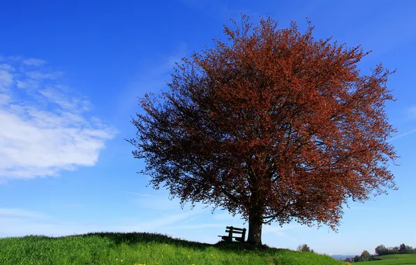 Picture the sky, landscape, tree, bench