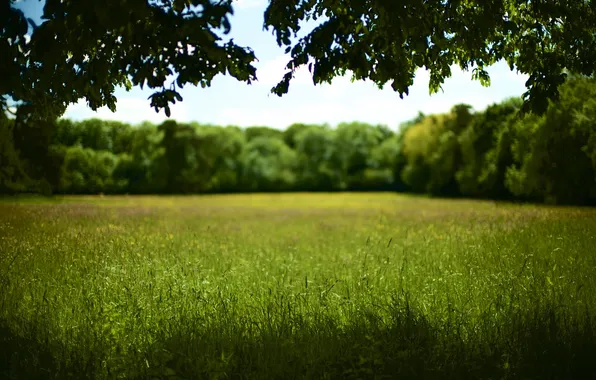 Picture field, grass, tree, shadow, Sunny, bokeh