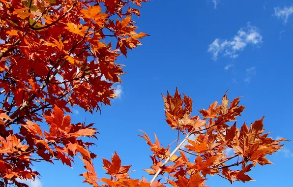 Picture autumn, the sky, leaves