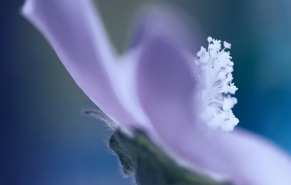 Flower, macro, plant, color, petals, Purple