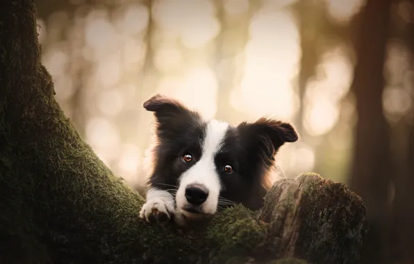 Picture look, face, tree, dog, bokeh, The border collie