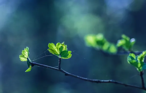 Leaves, green leaves, branch, buds, leaves, bokeh, bokeh, web