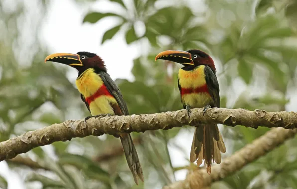 Picture forest, birds, couple, chestnut-eared Aracari