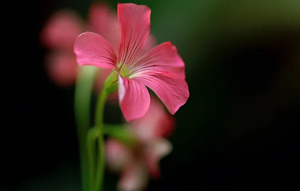 Picture flower, background, plant, petals