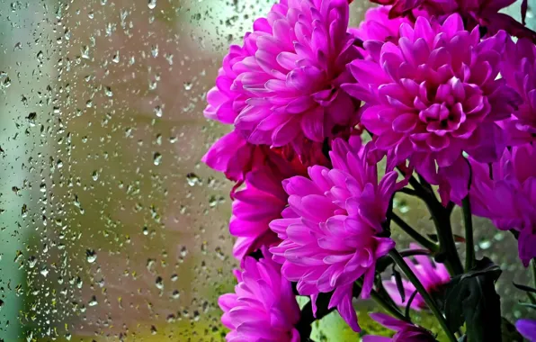 Picture drops, flowers, rain, bouquet, window