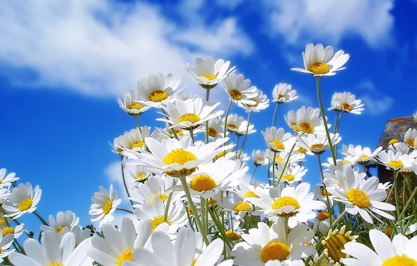 The sky, flowers, chamomile