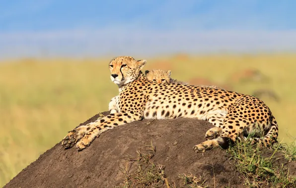 Stay, baby, pair, Cheetah, cub, mom, two, lie