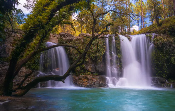 Picture forest, trees, waterfall, India, cascade