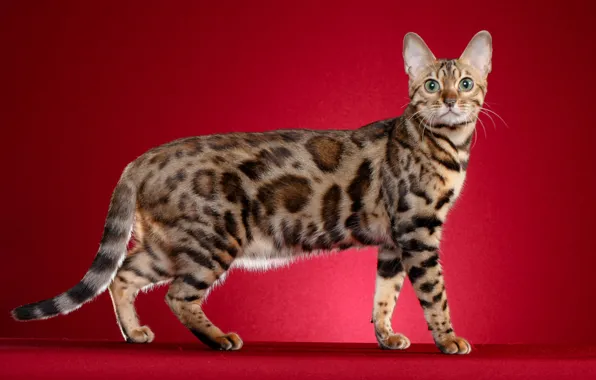 Picture cat, cat, red background
