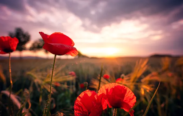 Summer, nature, Maki