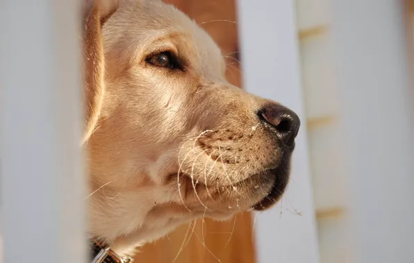 Macro, nose, dog, profile, look into the distance