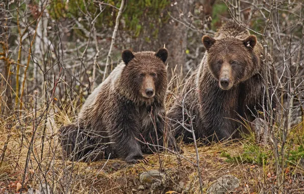 Forest, branches, bear, pair, brown
