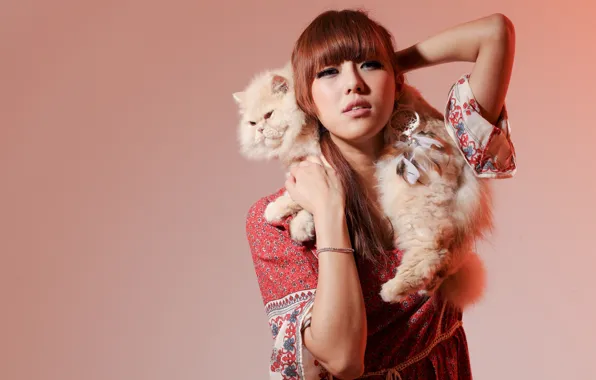 Picture cat, cat, background, model, Asian, Persian cat