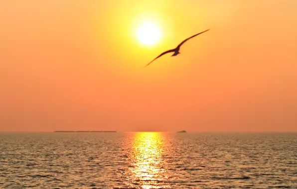 Picture sea, the sun, bird
