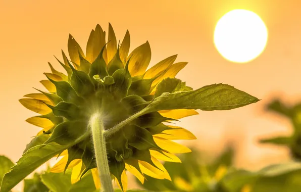 Macro, nature, sunflower
