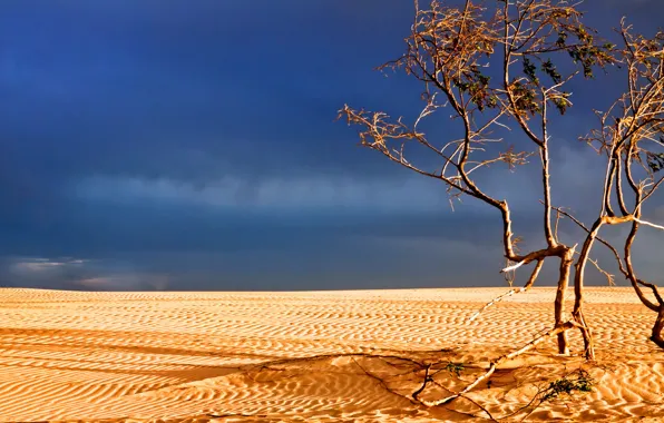 Landscape, tree, desert