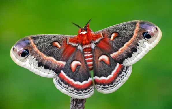 Macro, green, background, pattern, butterfly, insect, wings, colorful