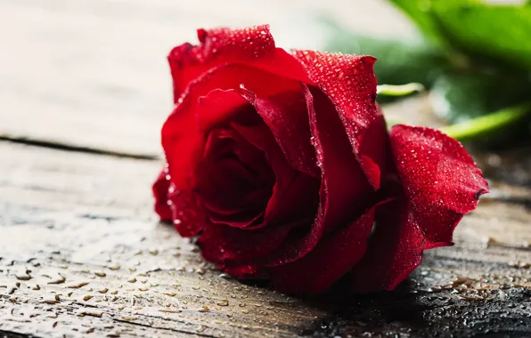 Picture water, drops, red, roses, Oxana Denezhkina