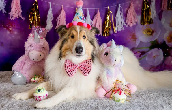 Look, face, flowers, pose, holiday, toys, dog, image