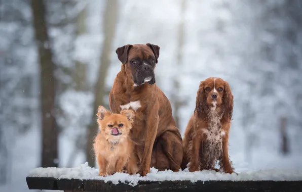 Dogs, snow, portrait, trio, friends, Chihuahua, Trinity, Boxer