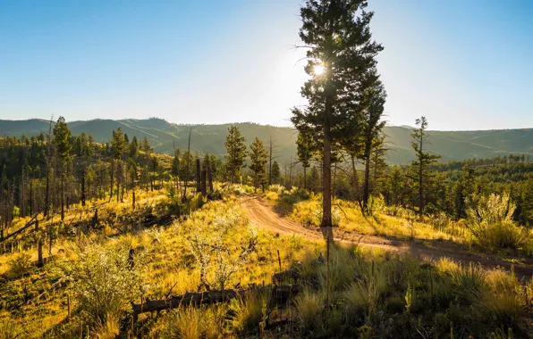 Road, autumn, forest, the sky, the sun, trees, hills, USA