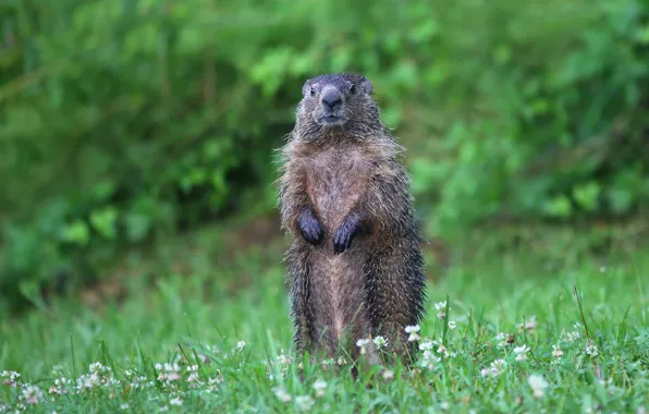 Greens, grass, nature, pose, clover, stand, marmot