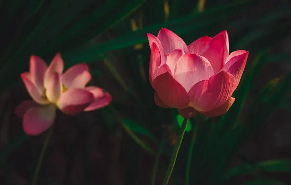 Leaves, flowers, the dark background, red, pink, Duo, Lotus, bokeh