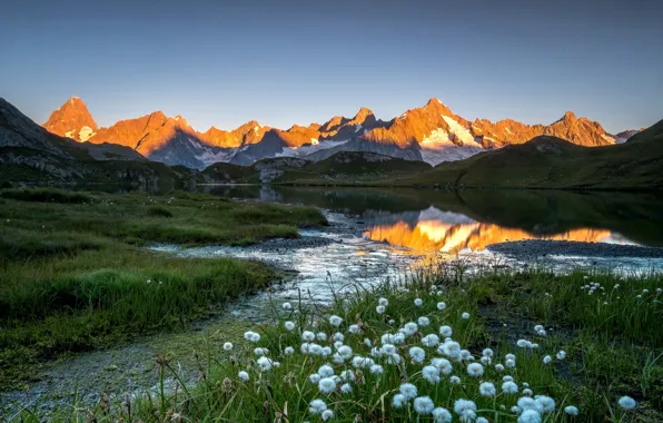 Picture flowers, mountains, morning