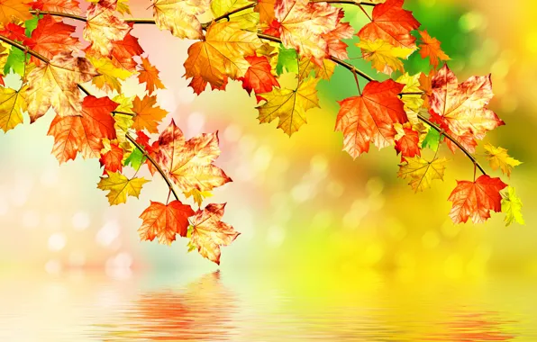 Autumn, leaves, water, maple