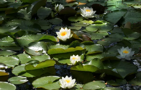 Water, Nymphaeum, water Lily