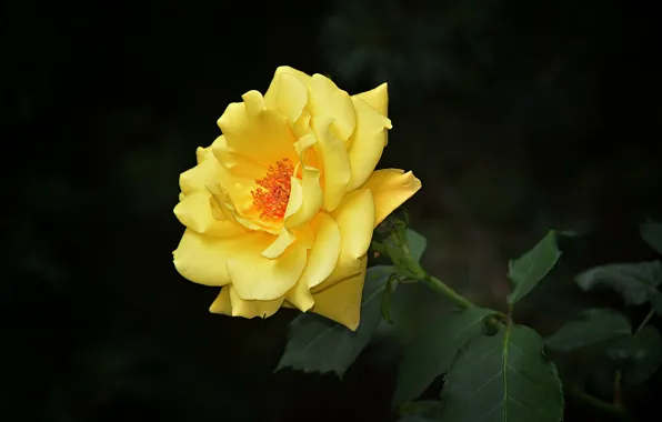 Macro, Bokeh, Bokeh, Macro, Yellow rose, Yellow rose