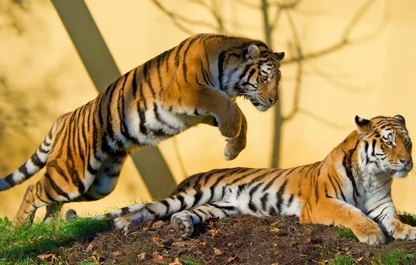 Picture tiger, predator, pair, Amur