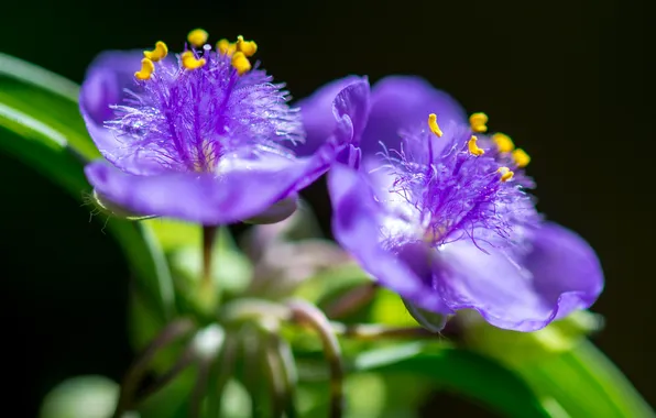 Macro, bokeh, Tradescantia
