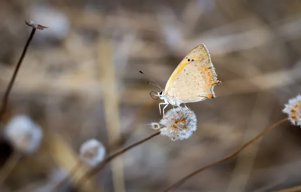 Picture grass, butterfly, yellow, grass