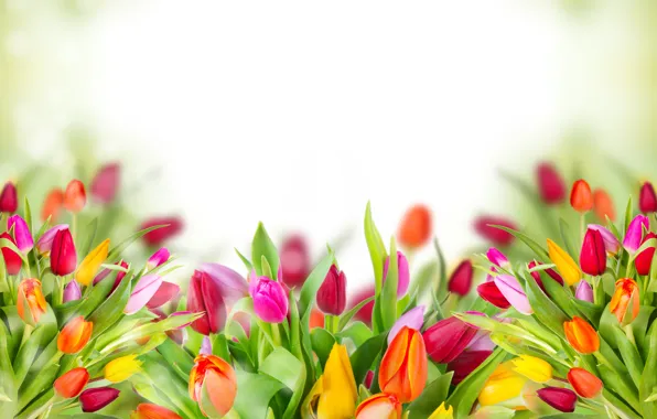 Picture flowers, tulips, leaves