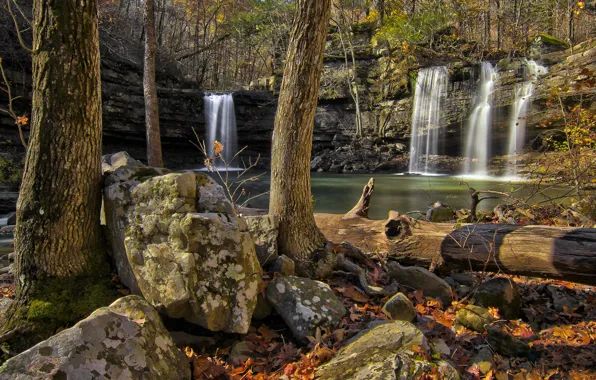 Forest, trees, rock, stones, waterfall