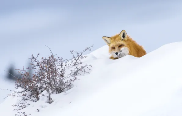 Winter, snow, Fox