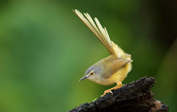 Bird, stump, animal, yellow-bellied prinia