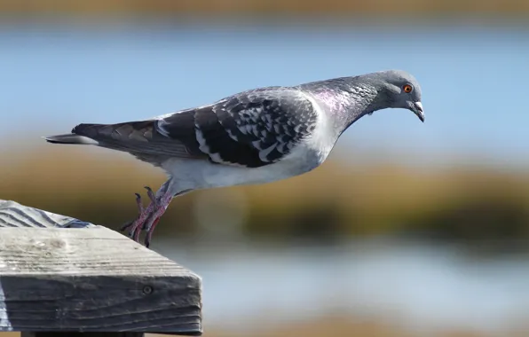 Picture macro, nature, bird