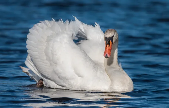 White, water, bird, Swan, pond, blue background