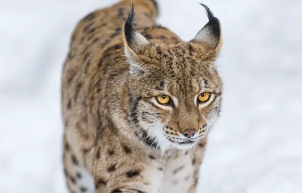 Winter, face, predator, lynx, wild cat, brush