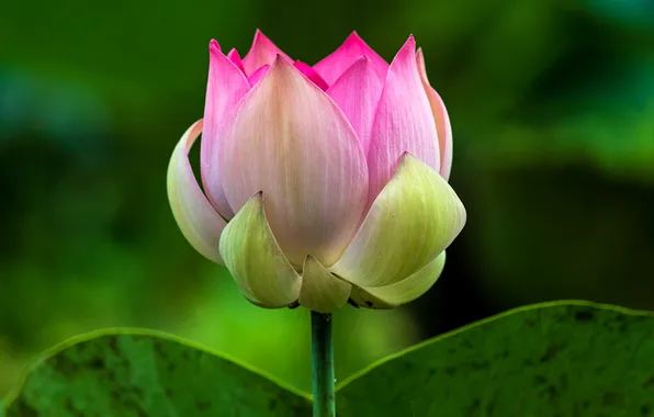 Flower, leaves, pink, Bud, Lotus