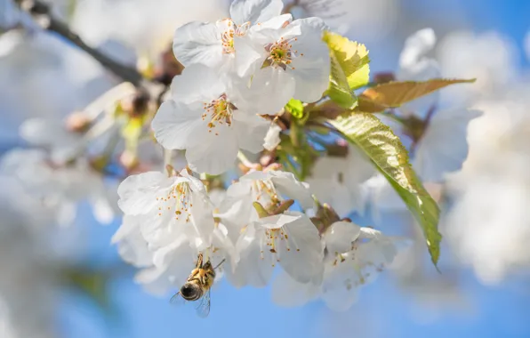 Flowers, cherry, bee, branch, spring, white, flowering, blue background