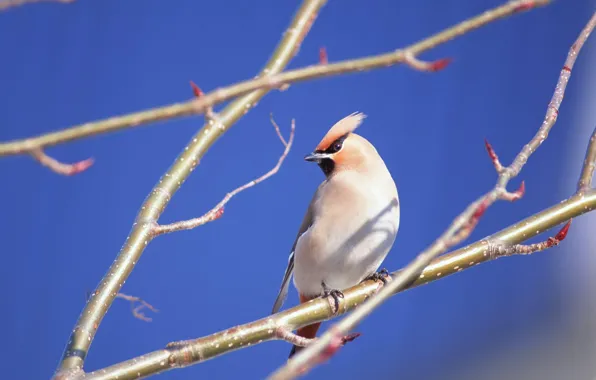 Picture macro, branches, bird